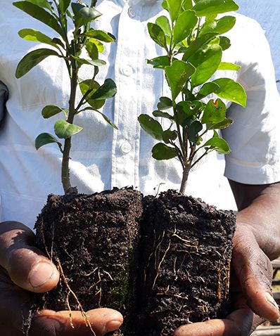 Eco-Miles-Tree
