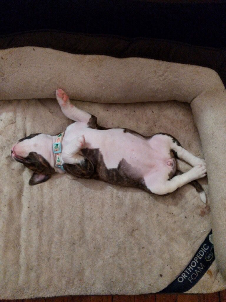 Trixie in one of her favorite sleeping positions