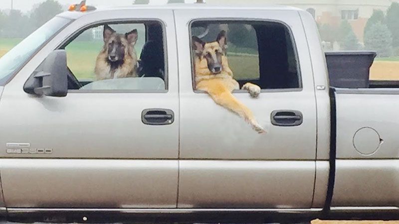 Dogs in trucks - meet Tucker