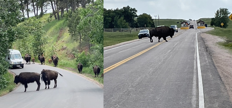 (Left) The herd of buffalo that Rick encountered in Custer State Park. (Right) The first buffalo that Rick encountered at the Badlands National Park.