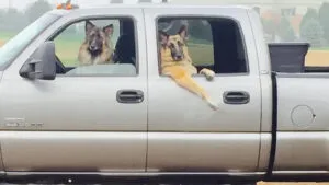 Dogs in trucks - meet Tucker