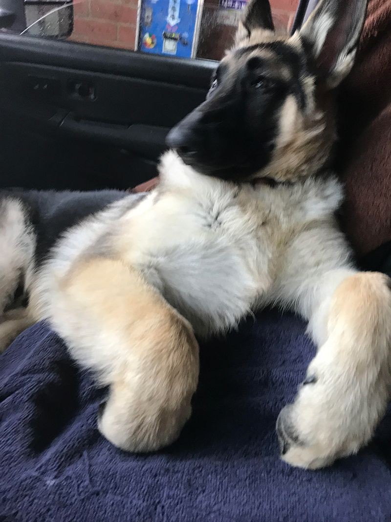 Big paws to grow into
