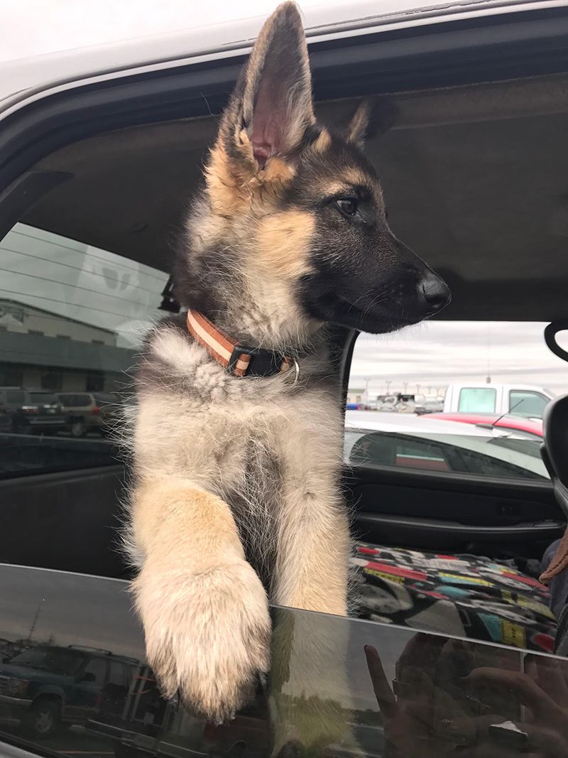 Tucker as a puppy already claiming the window seat