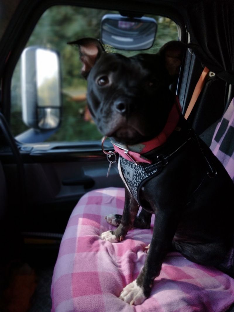 Shadow in her favorite spot, riding shotgun