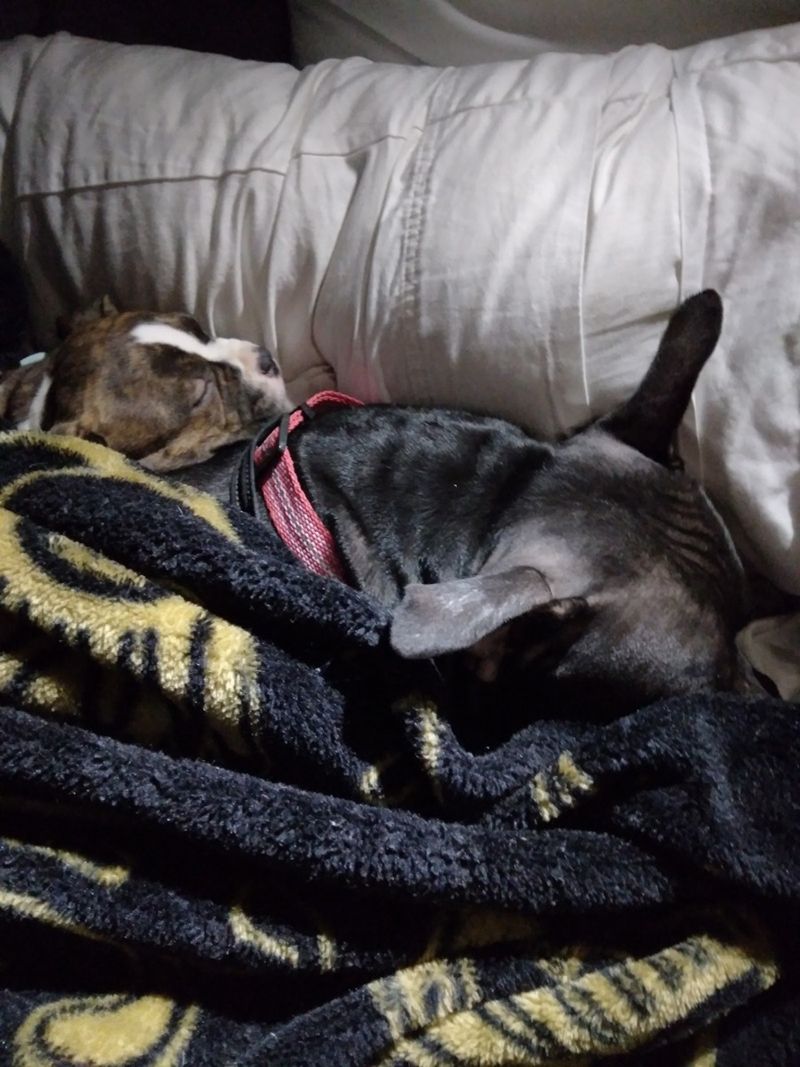 Shadow and Trixie all tucked in for a night in their truck