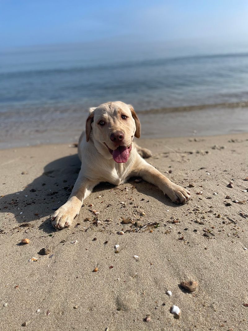 Jameson on the Maine coast