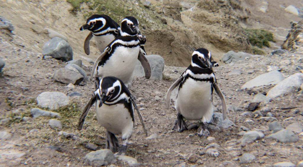 Penguins in Chile
